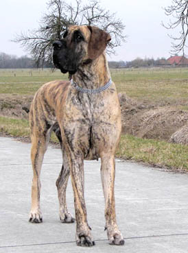 Abadyia v. vogtlandeck