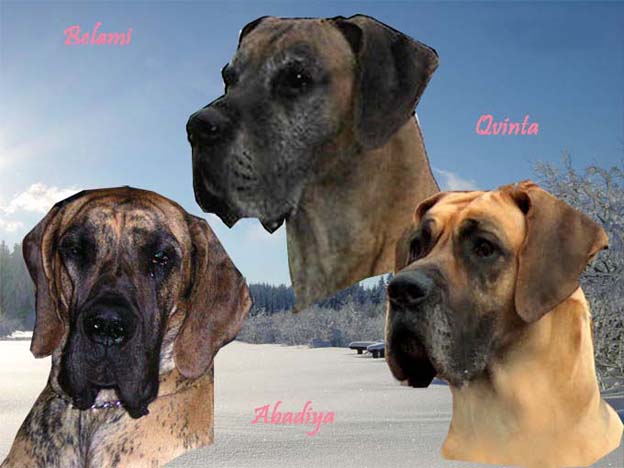 Al Yak v. Vogtlandeck