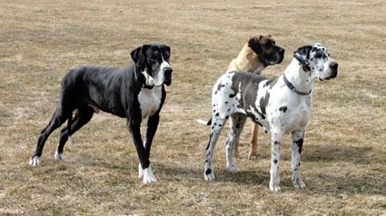 Hoffentlich vergi&szlig;t uns Herrchen nicht!