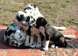 Das sind wir drei Buben