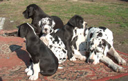 Wenn wir uns ausgetobt haben, sind wir ganz lieb