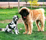 Auch der Leo hat viel Geduld mit mir